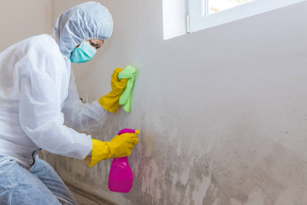 Best Mold Odor Removal Services  in Fort Llins, CO